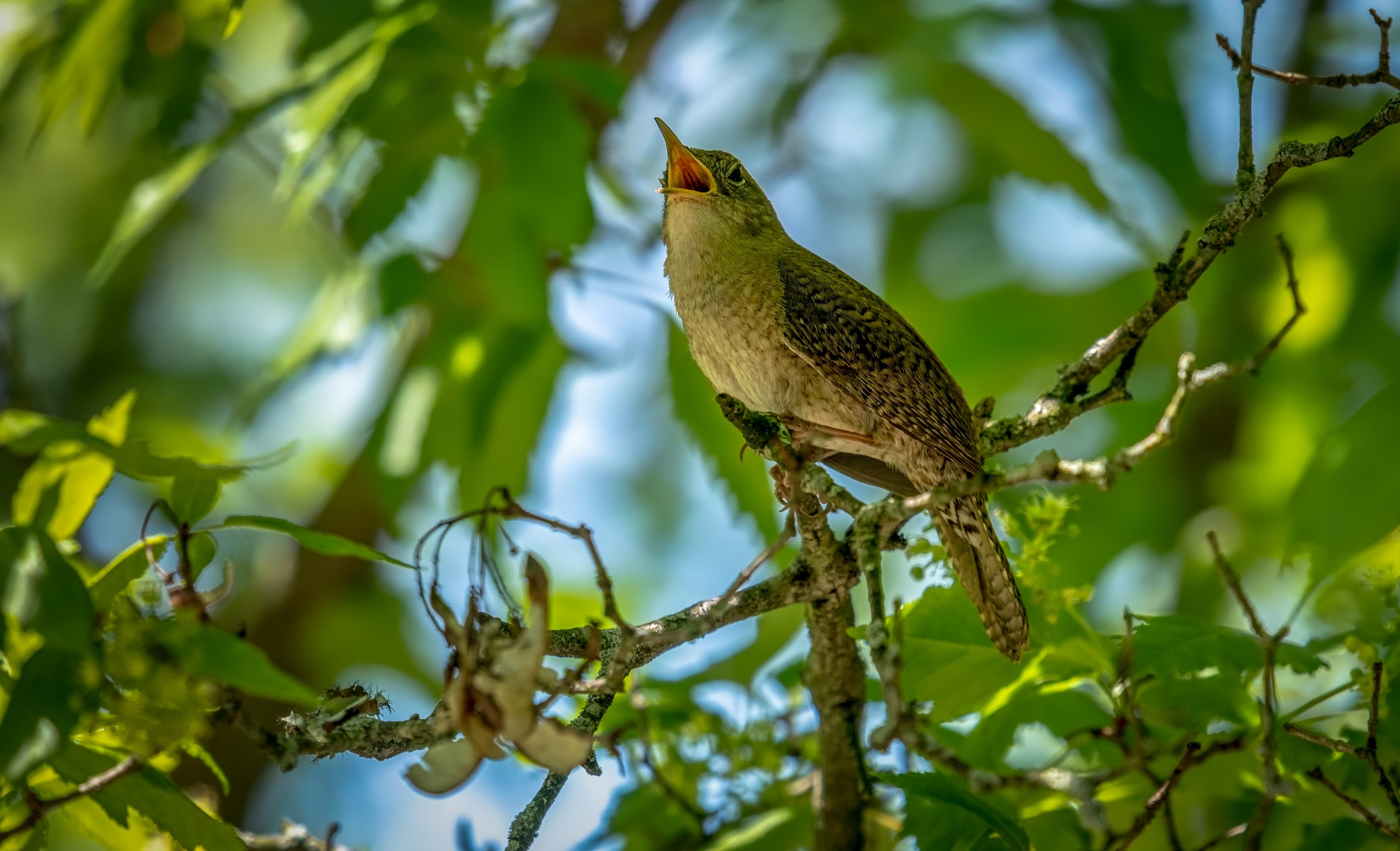 Bird Watching